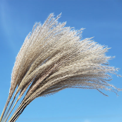 Small Reed Dried Flower Big Reed Plant Flower