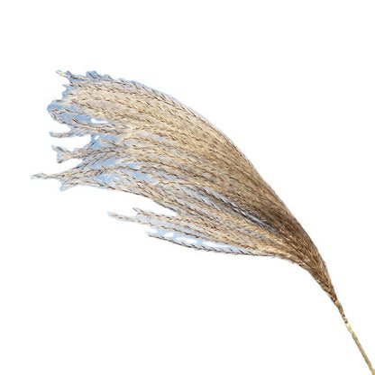 Small Reed Dried Flower Big Reed Plant Flower