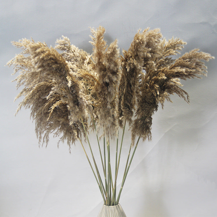 Small Reed Dried Flower Big Reed Plant Flower