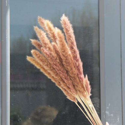 Small Reed Dried Flower Big Reed Plant Flower